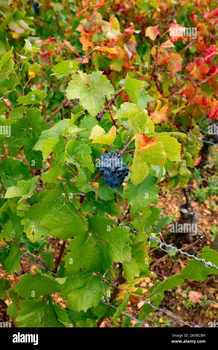 L'automne dans les vignobles de Nuits Saint Georges, Bourgogne, France. Banque D'Images
