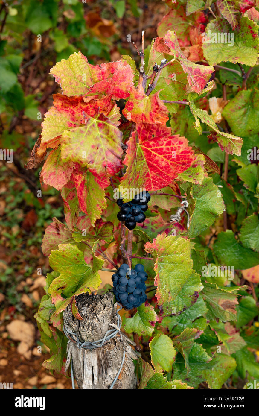 L'automne dans les vignobles de Nuits Saint Georges, Bourgogne, France. Banque D'Images