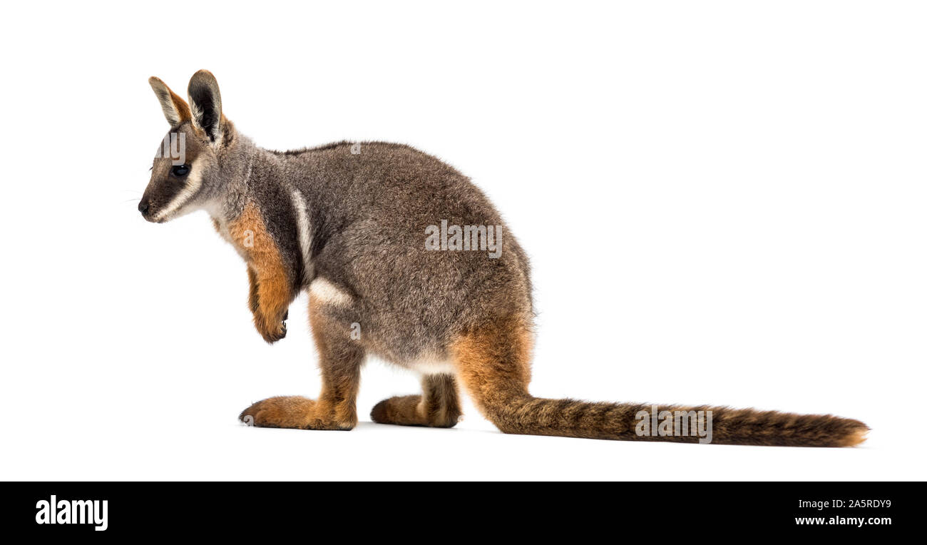 Yellow-footed rock wallaby, Petrogale xanthopus-kangourou, wallaby, standing against white background Banque D'Images