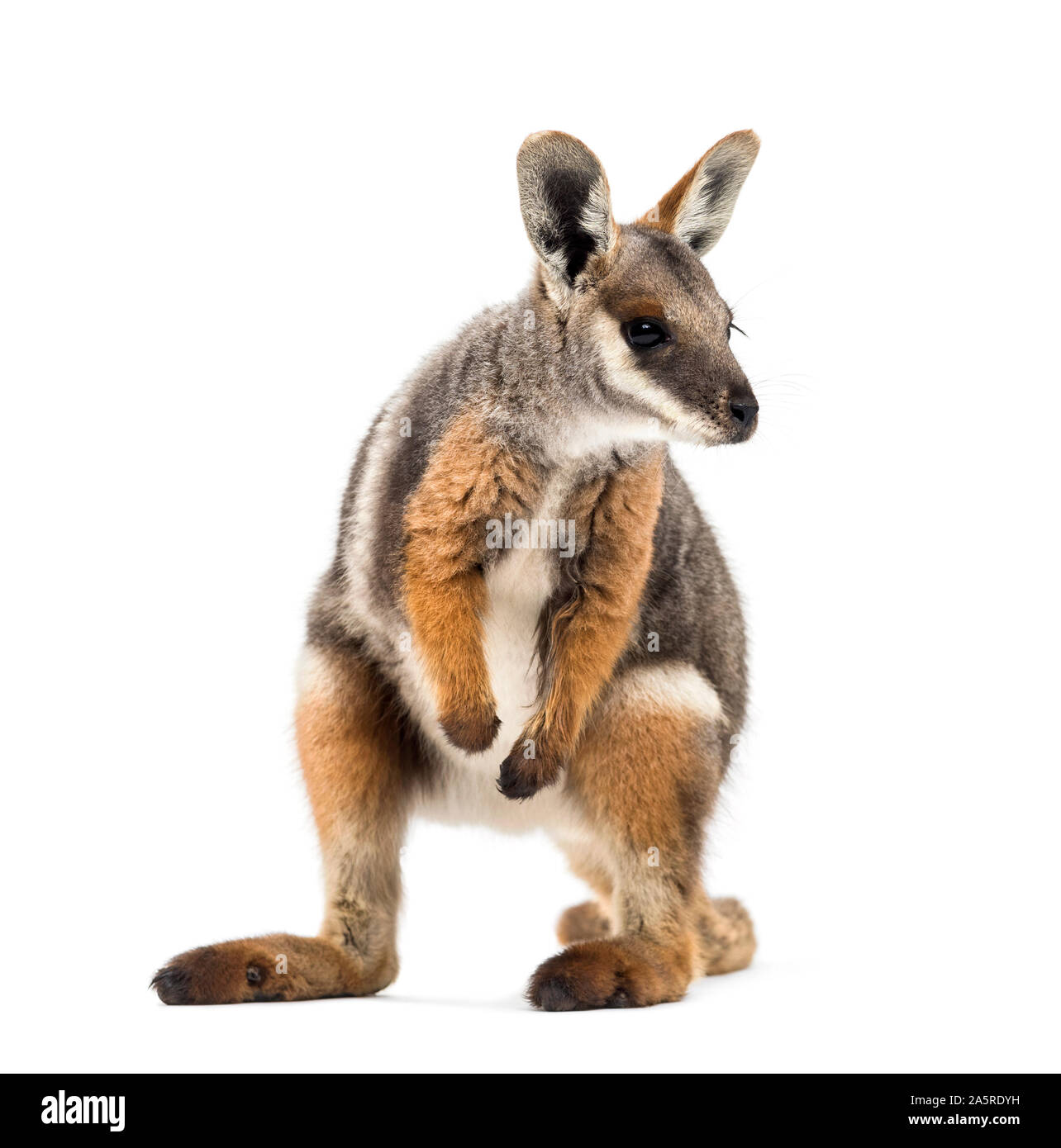 Yellow-footed rock wallaby, Petrogale xanthopus-kangourou, wallaby, standing against white background Banque D'Images