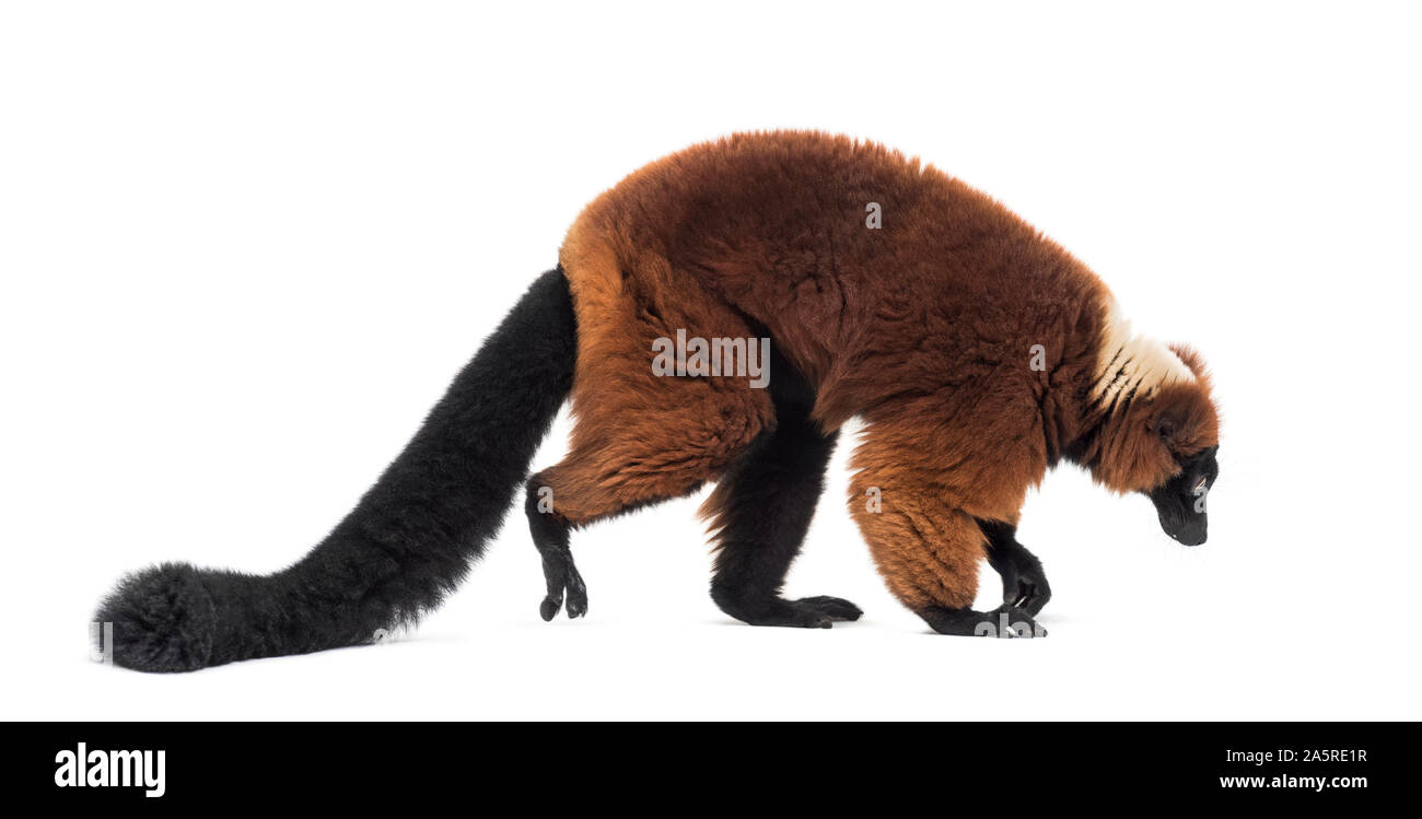 La gélinotte rouge, le Varecia rubra lemur, marcher contre fond blanc Banque D'Images