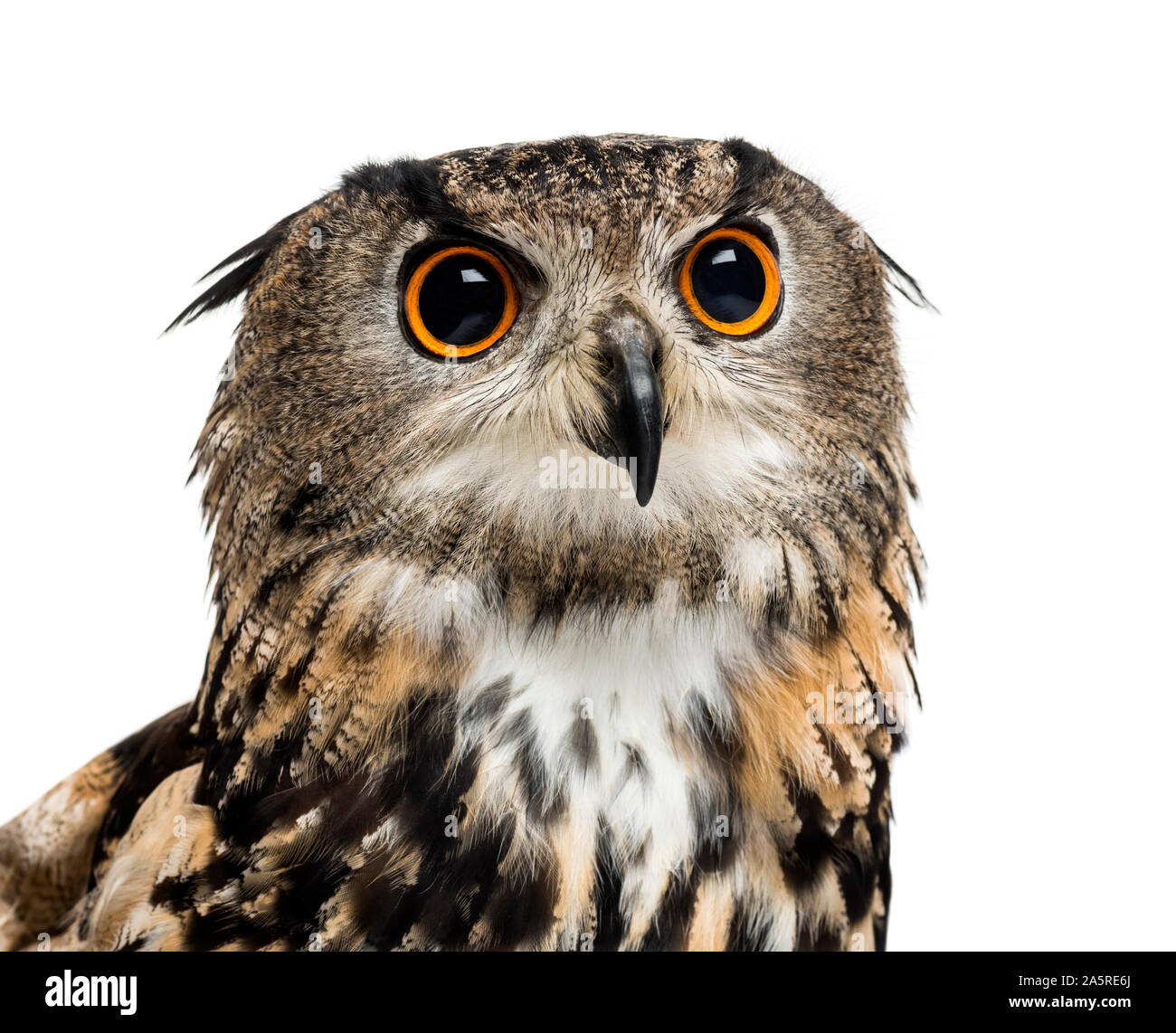 Grand-d'Amérique, Bubo bubo, est une espèce d'eagle-owl against white background Banque D'Images