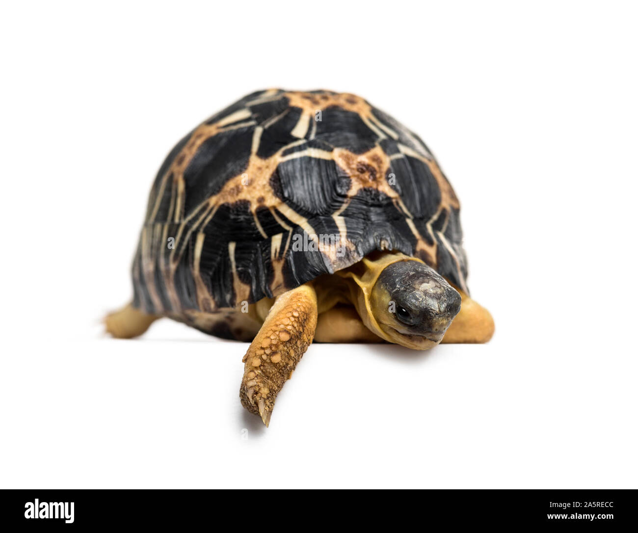 Tortue rayonnée Astrochelys radiata,, in front of white background Banque D'Images