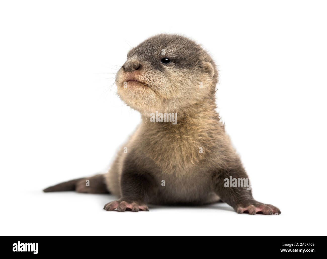 Loutre Asiatique Banque D Images Detourees Alamy