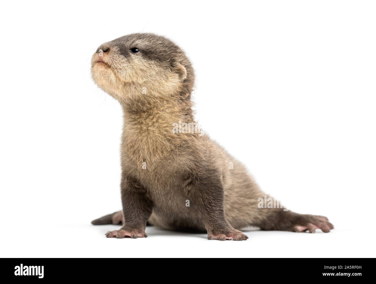 Loutre Asiatique Banque D Images Detourees Alamy
