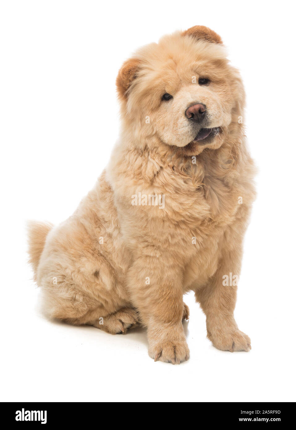 Jeune chien chow chow assis à l'avant sur un fond blanc Banque D'Images