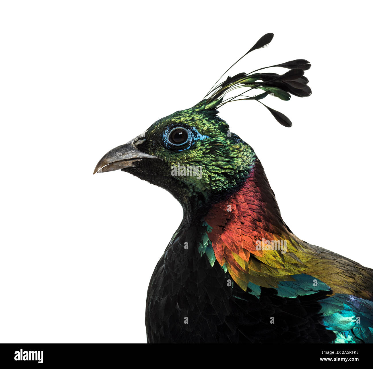 Himalayan monal, Lophophorus impejanus, également connu sous le nom de faisan Impeyan Impeyan monal et contre fond blanc Banque D'Images