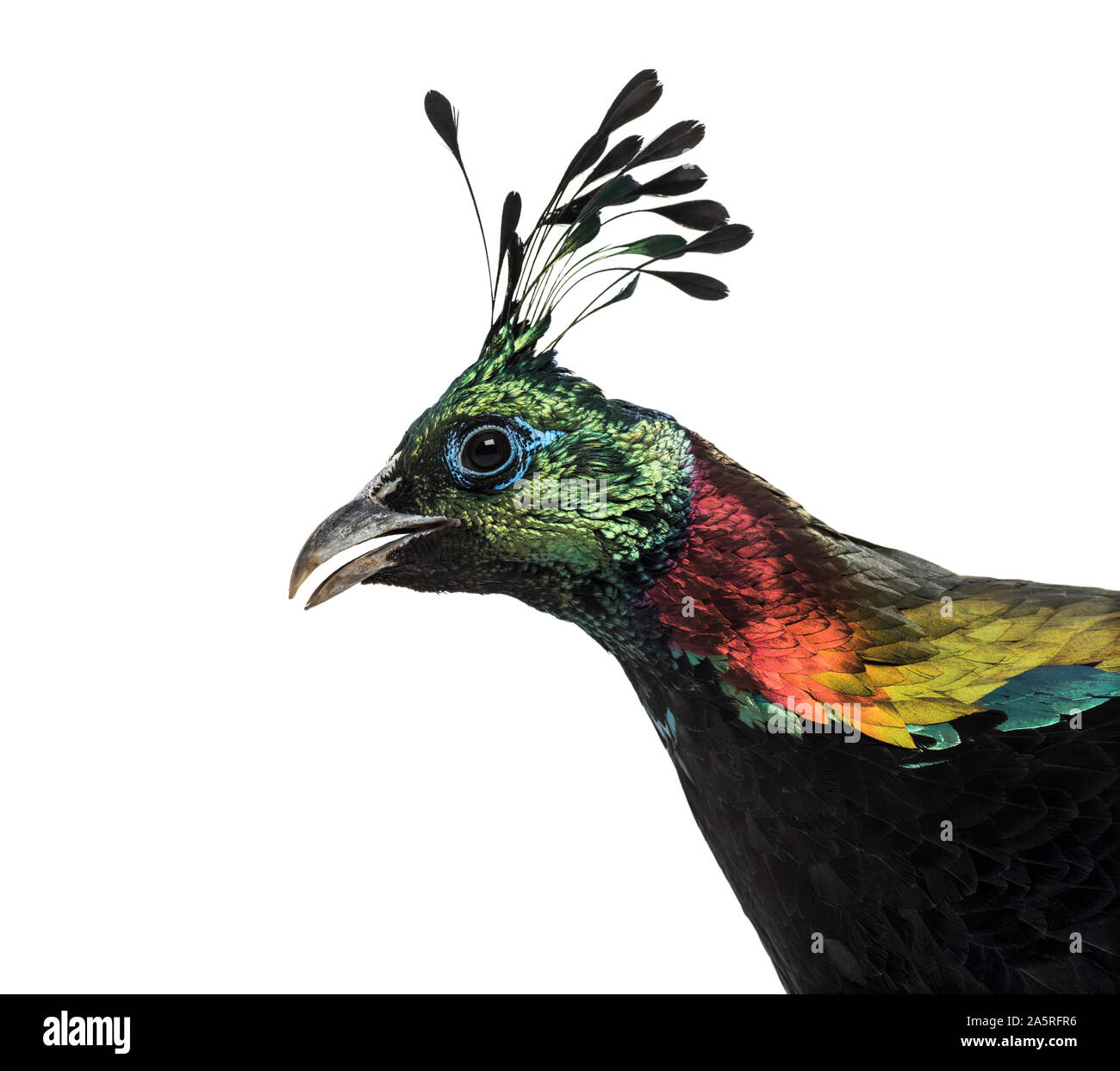 Himalayan monal, Lophophorus impejanus, également connu sous le nom de faisan Impeyan Impeyan monal et contre fond blanc Banque D'Images