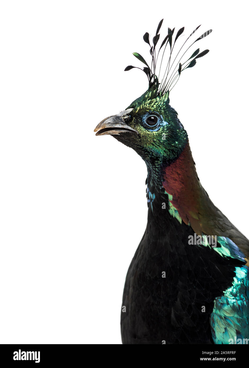 Himalayan monal, Lophophorus impejanus, également connu sous le nom de faisan Impeyan Impeyan monal et contre fond blanc Banque D'Images