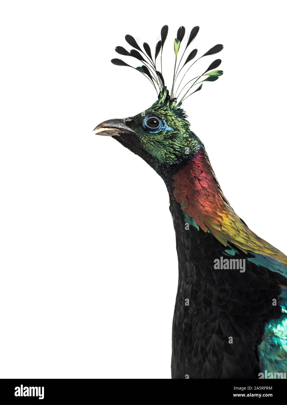 Himalayan monal, Lophophorus impejanus, également connu sous le nom de faisan Impeyan Impeyan monal et contre fond blanc Banque D'Images