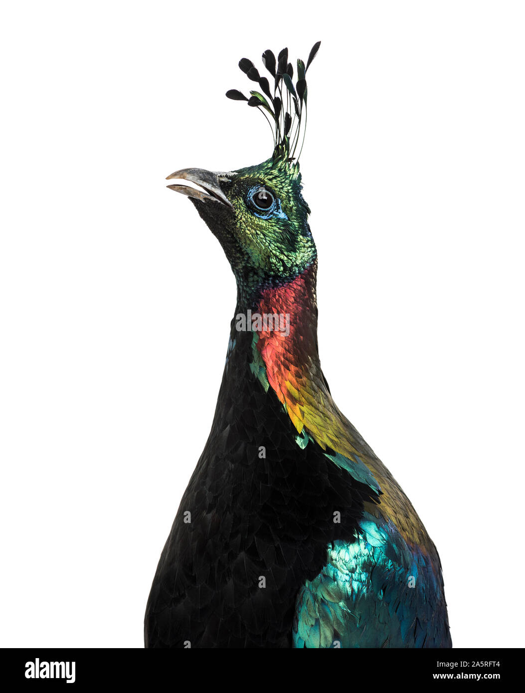 Himalayan monal, Lophophorus impejanus, également connu sous le nom de faisan Impeyan Impeyan monal et contre fond blanc Banque D'Images