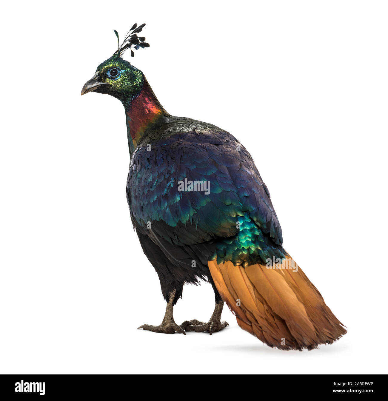 Himalayan monal, Lophophorus impejanus, également connu sous le nom de faisan Impeyan Impeyan monal et standing against white background Banque D'Images