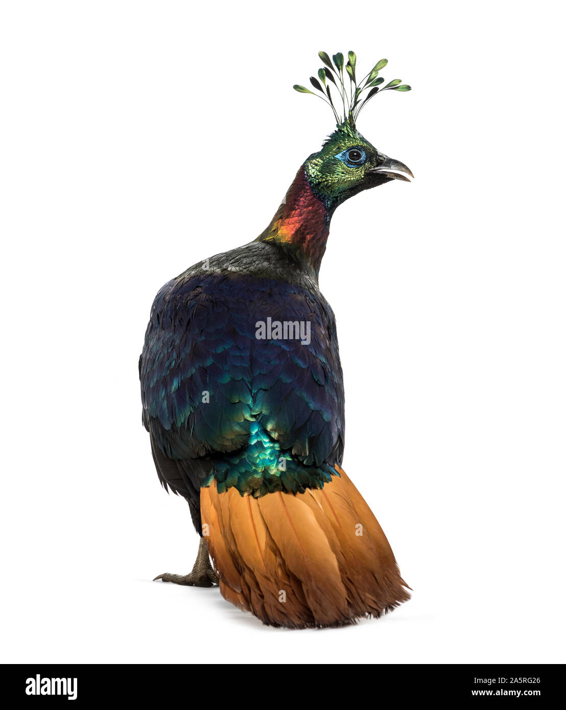 Himalayan monal, Lophophorus impejanus, également connu sous le nom de faisan Impeyan Impeyan monal et standing against white background Banque D'Images