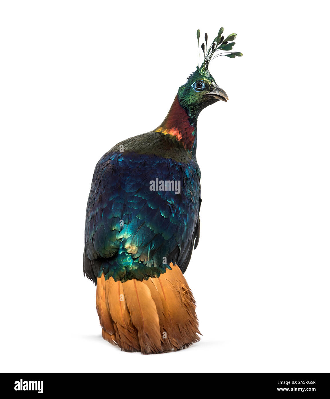 Himalayan monal, Lophophorus impejanus, également connu sous le nom de faisan Impeyan Impeyan monal et standing against white background Banque D'Images