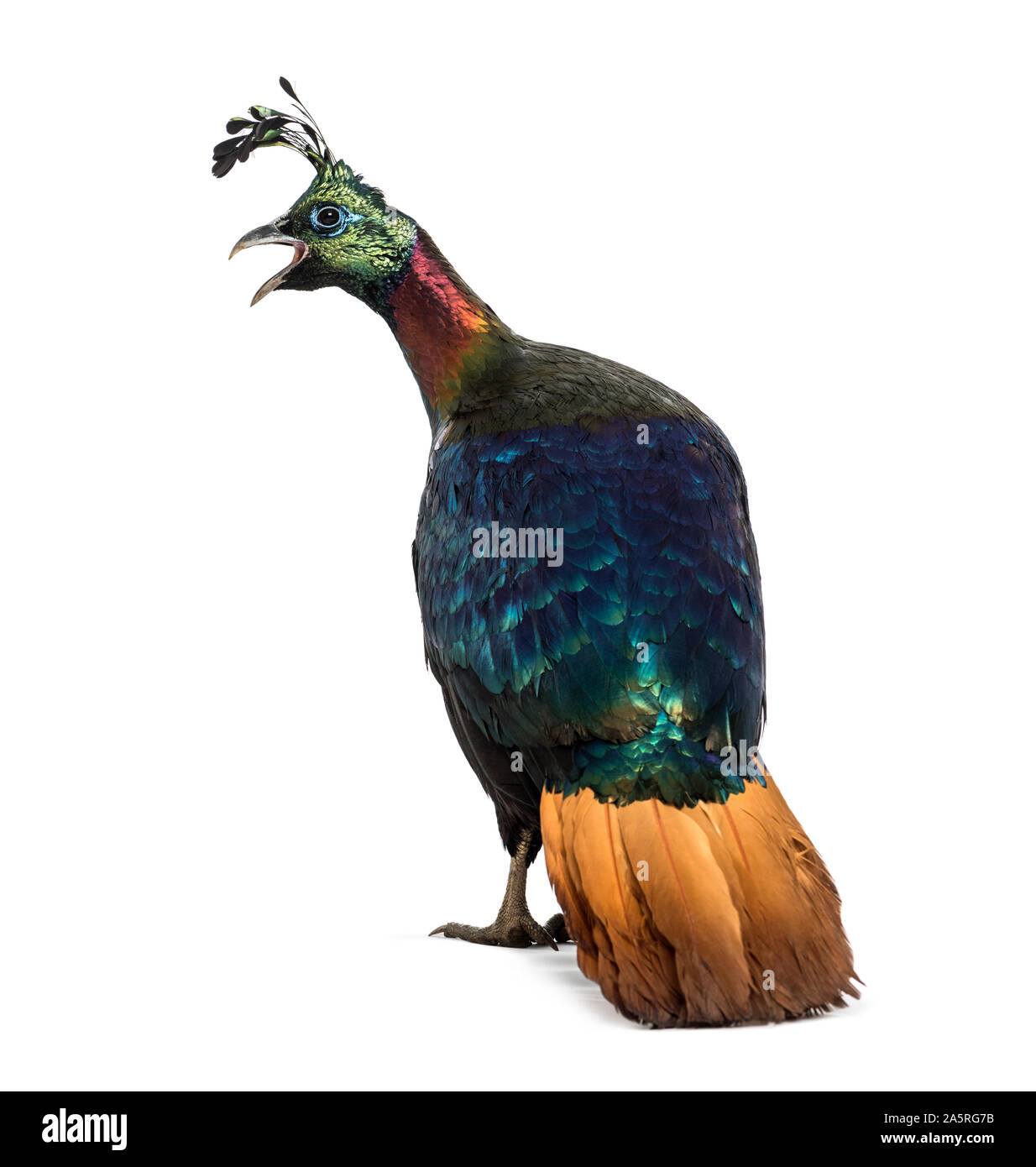 Himalayan monal, Lophophorus impejanus, également connu sous le nom de faisan Impeyan Impeyan monal et standing against white background Banque D'Images