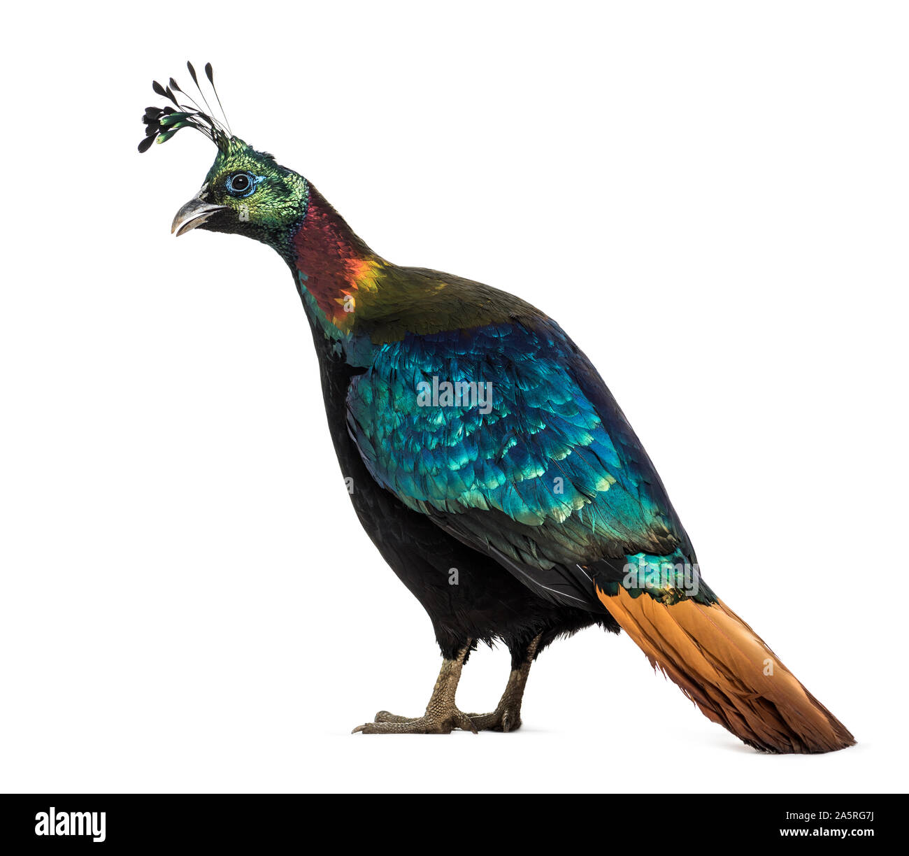 Himalayan monal (Lophophorus impejanus), également connu sous le nom de faisan Impeyan Impeyan monal et Banque D'Images
