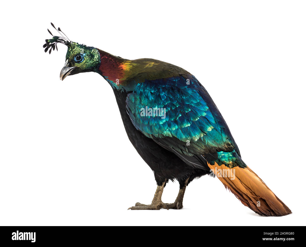 Himalayan monal, Lophophorus impejanus, également connu sous le nom de faisan Impeyan Impeyan monal et standing against white background Banque D'Images