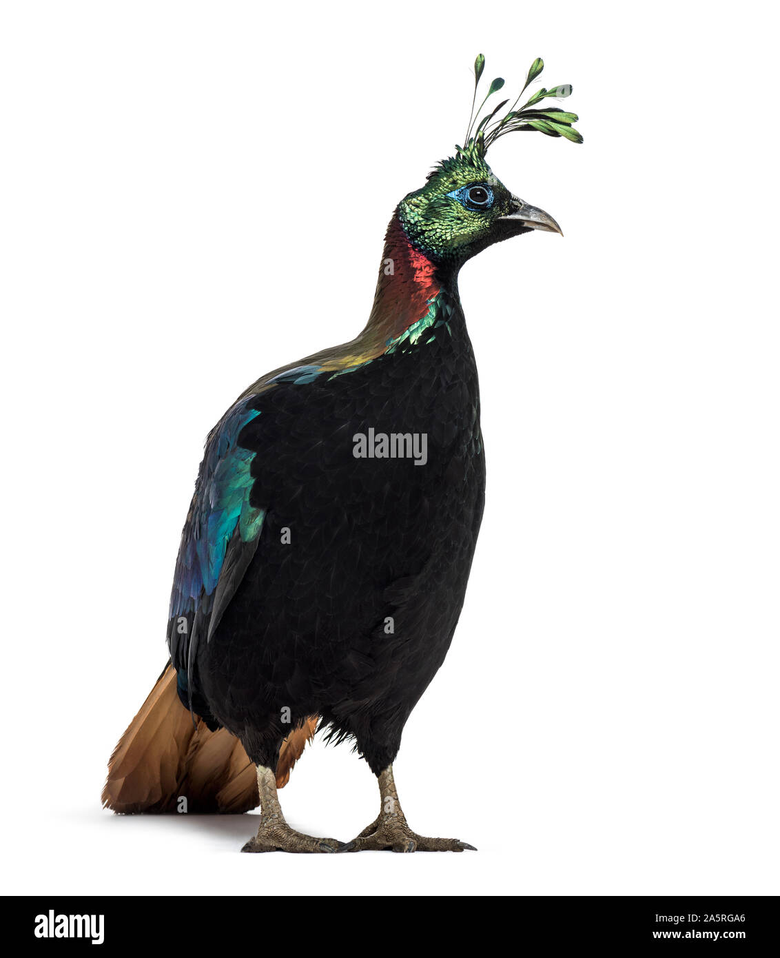 Himalayan monal, Lophophorus impejanus, également connu sous le nom de faisan Impeyan Impeyan monal et standing against white background Banque D'Images