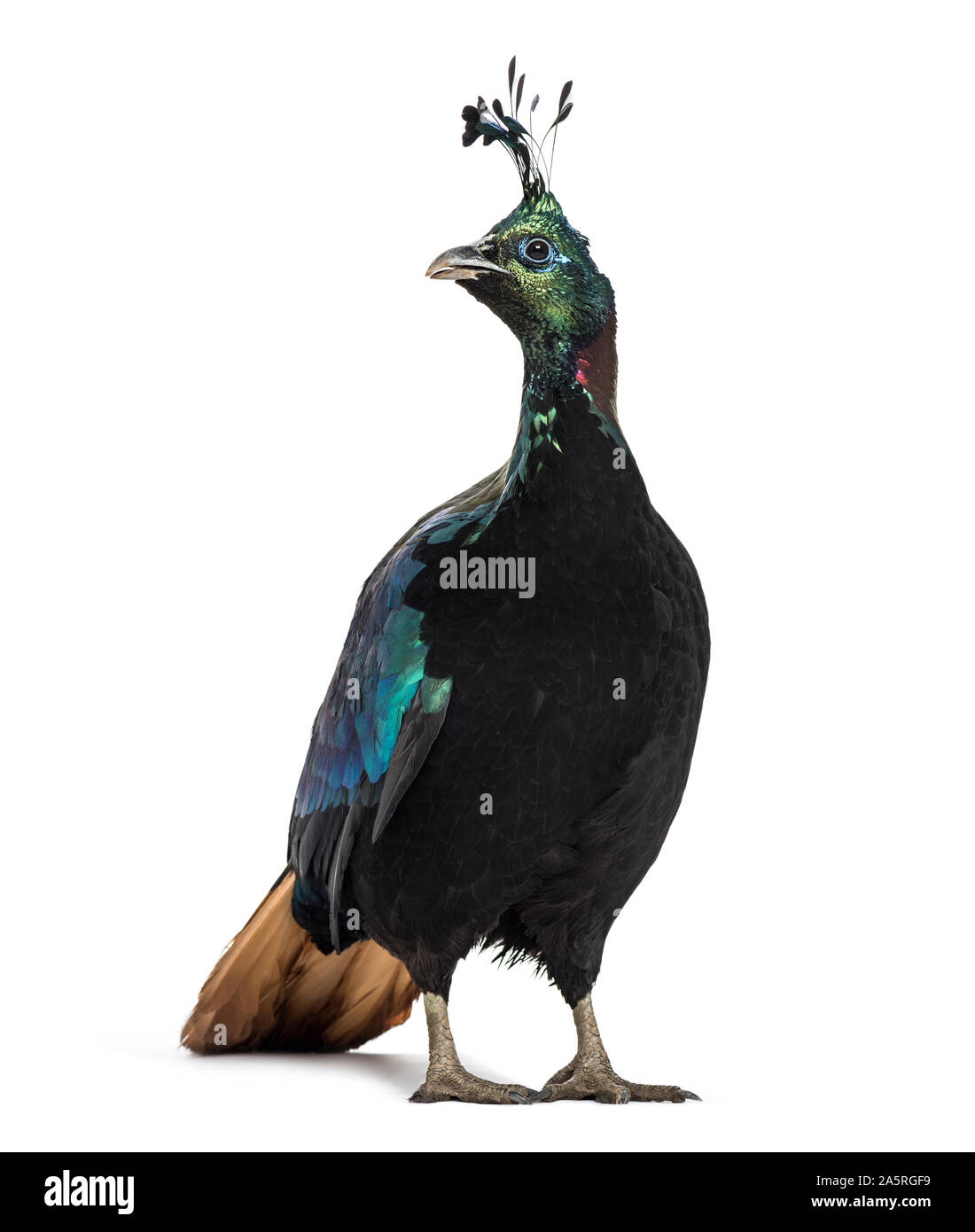 Himalayan monal, Lophophorus impejanus, également connu sous le nom de faisan Impeyan Impeyan monal et standing against white background Banque D'Images
