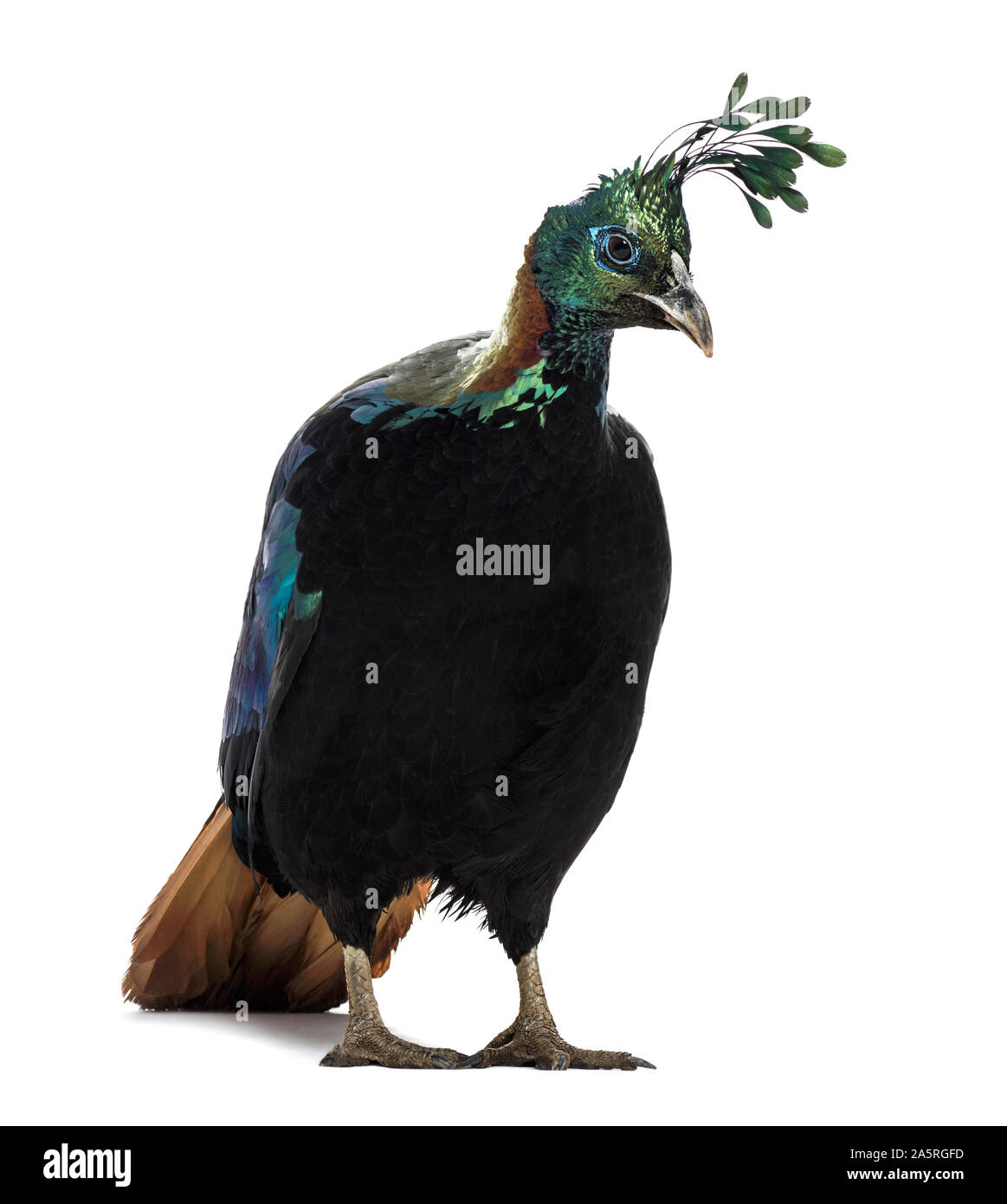 Himalayan monal, Lophophorus impejanus, également connu sous le nom de faisan Impeyan Impeyan monal et standing against white background Banque D'Images