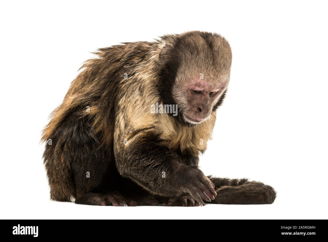 Golden-Bellied Capushing, Sapajus xanthosternos, également connu sous le nom de la paruline à tête de buffy ou assis capucin contre fond blanc Banque D'Images