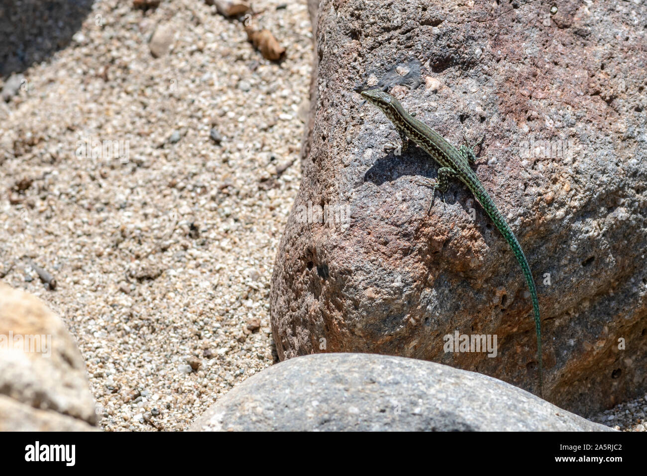 Lézard vert sur un rocher au bord du fleuve Travu près de Solenzara, Corse, France Banque D'Images