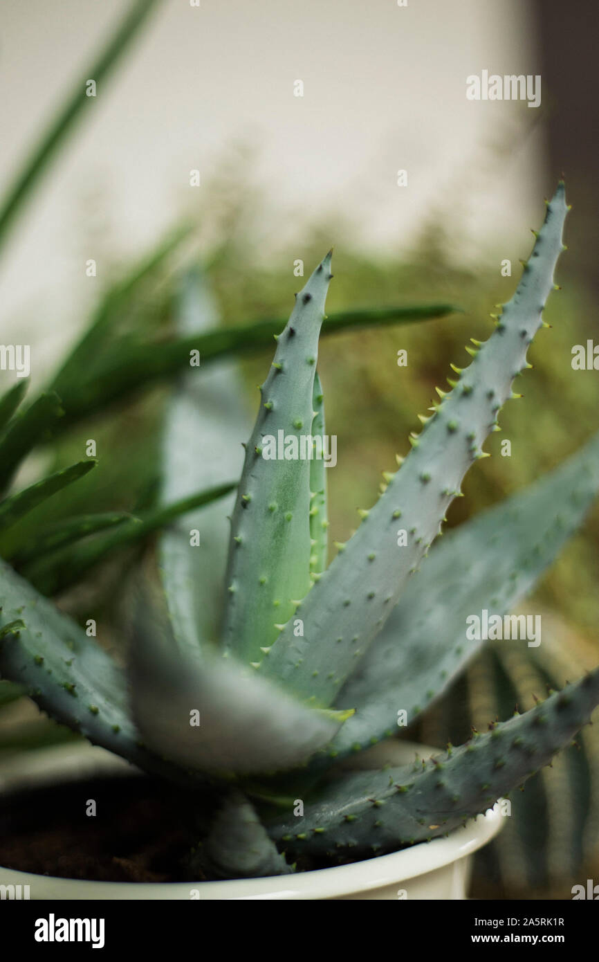 Close up of aloe vera plant dans un pot Banque D'Images