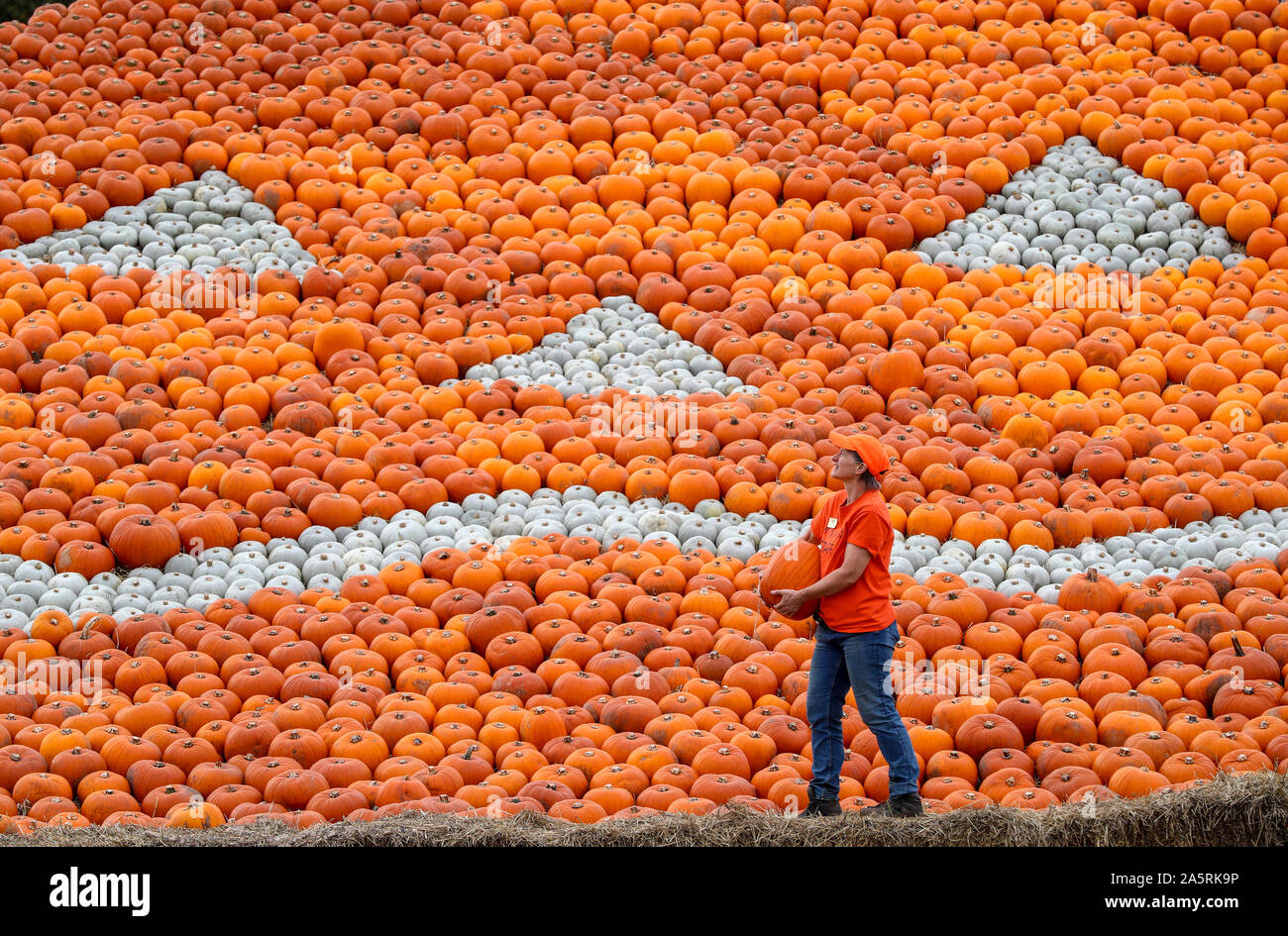 Southampton, Hampshire, Royaume-Uni. 22 octobre 2019. Les fermiers à l'Sunnyfields ferme près de Southampton ont créé une citrouille géante pyramide créé à partir de milliers de citrouilles pour le festival de la citrouille annuel qui est ouvert jusqu'au 31 octobre. Sur la photo est le propriétaire de la ferme Louise Nelson qui gère la ferme avec son mari Ian. Stuart Martin Crédit/Alamy Live News Banque D'Images