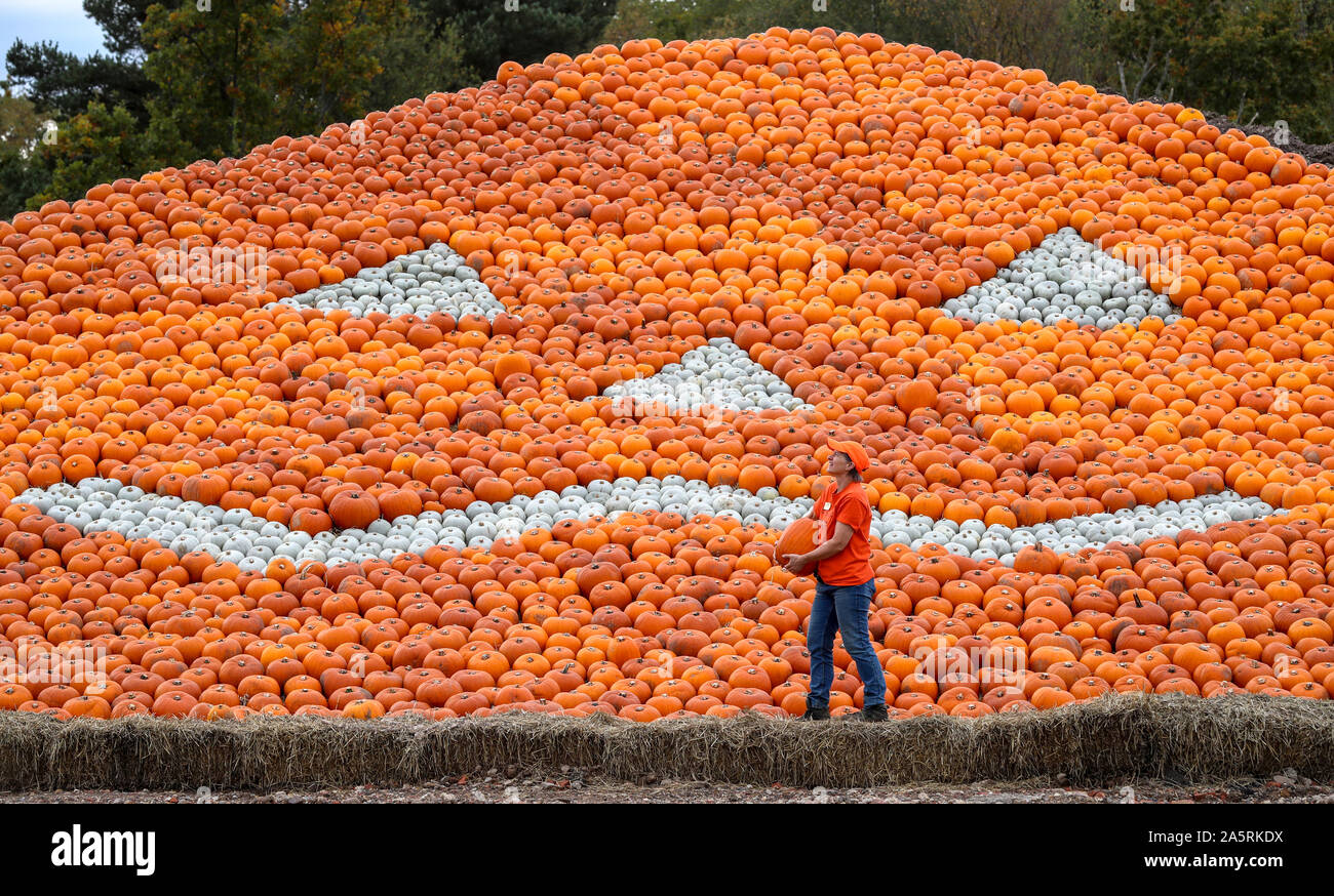 Southampton, Hampshire, Royaume-Uni. 22 octobre 2019. Les fermiers à l'Sunnyfields ferme près de Southampton ont créé une citrouille géante pyramide créé à partir de milliers de citrouilles pour le festival de la citrouille annuel qui est ouvert jusqu'au 31 octobre. Sur la photo est le propriétaire de la ferme Louise Nelson qui gère la ferme avec son mari Ian. Stuart Martin Crédit/Alamy Live News Banque D'Images