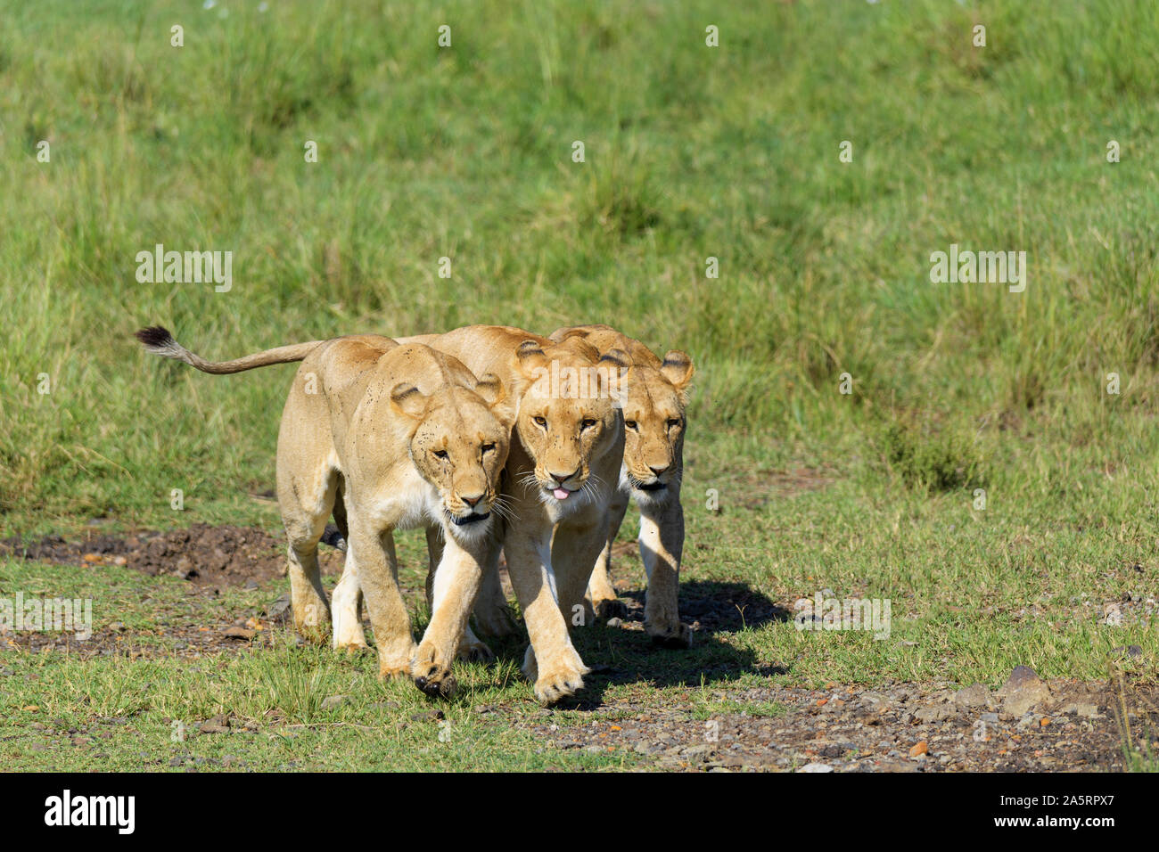 L'African Lion, Panthera leo, trois femelles, Masai Mara National Reserve, Kenya, Africa Banque D'Images