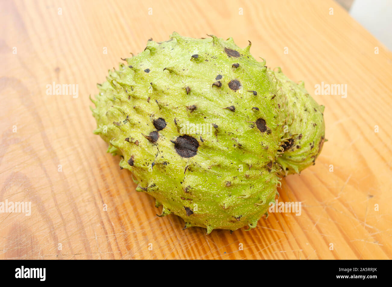 Soursop Annona Muricata Fruit Banque D Image Et Photos Alamy Soursop Annona Muricata Fruit Banque D Image Et Photos Alamy