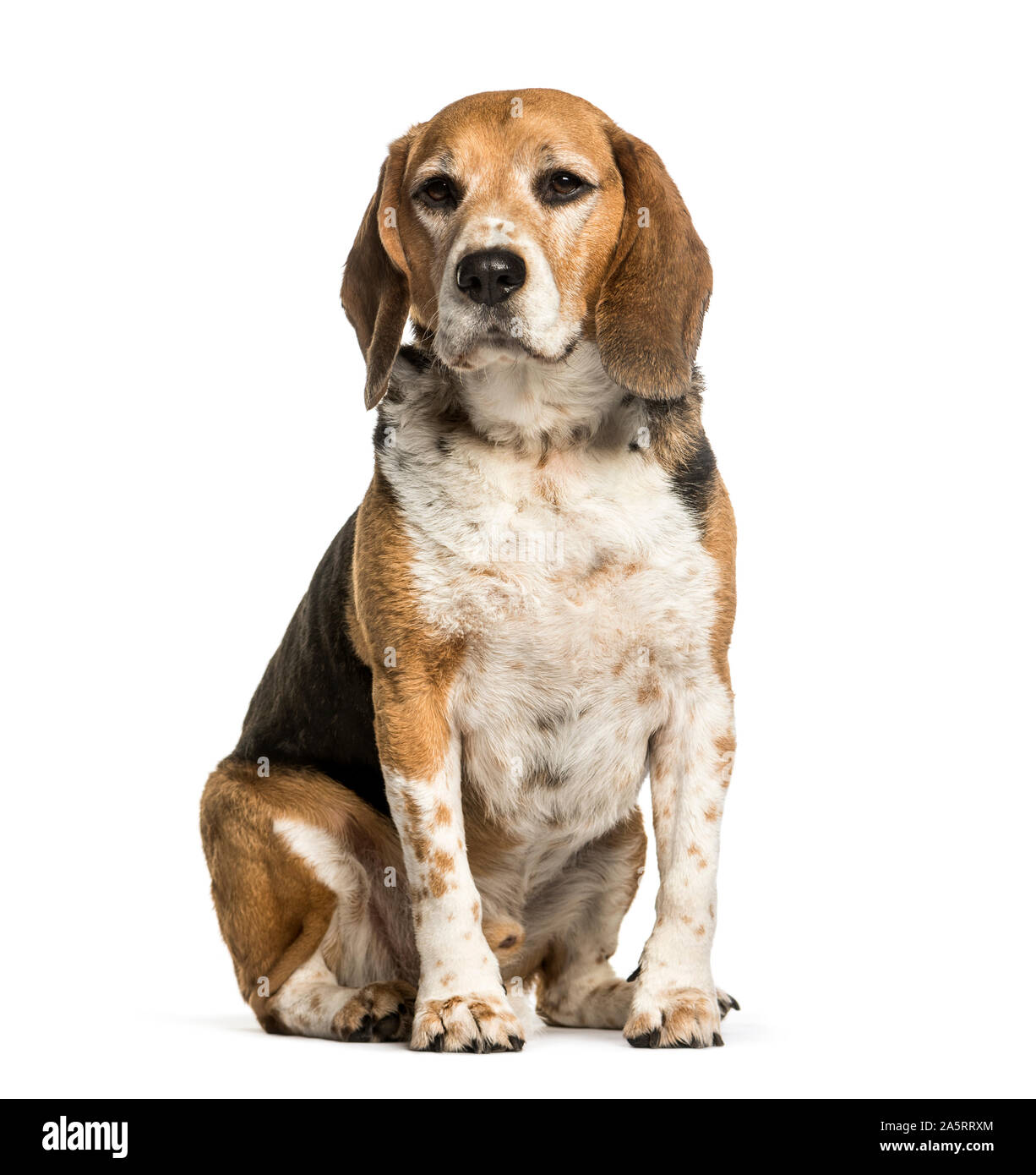 Assis Beagle against white background Banque D'Images