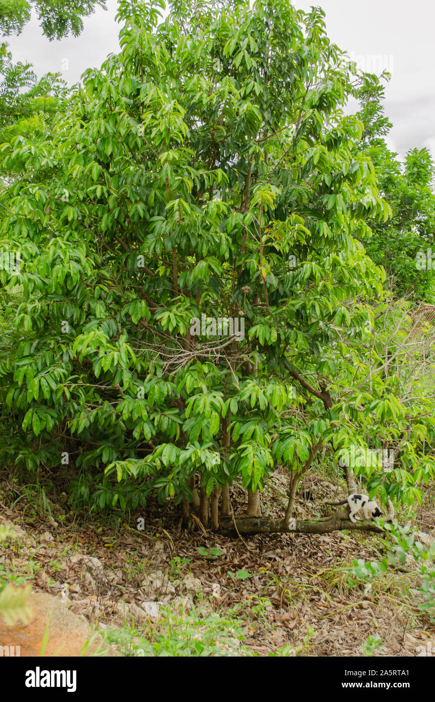 Graviola Ou Corossol Annona Muricata Sur Fond Blanc Photo Stock Alamy Graviola Ou Corossol Annona Muricata Sur Fond Blanc Photo Stock Alamy
