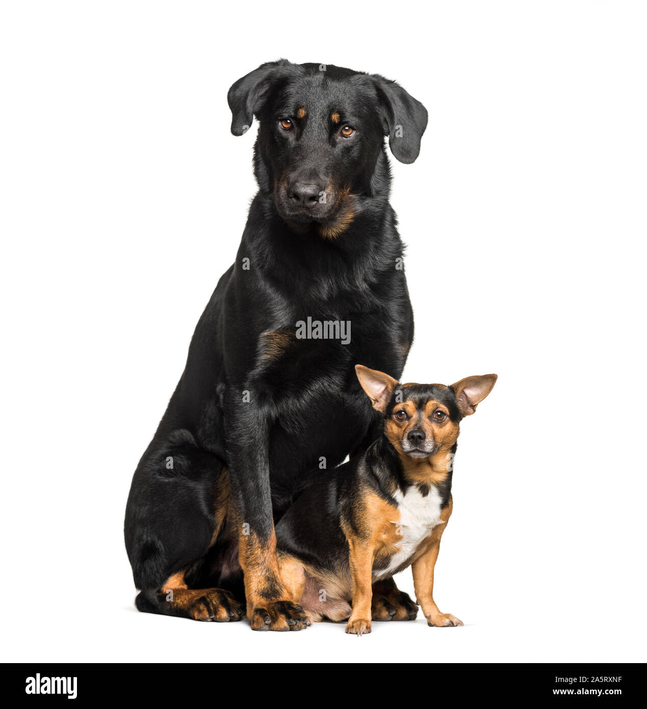 Beauceron et un chien de race mixte avec chihuahua sitting against white  background Photo Stock - Alamy