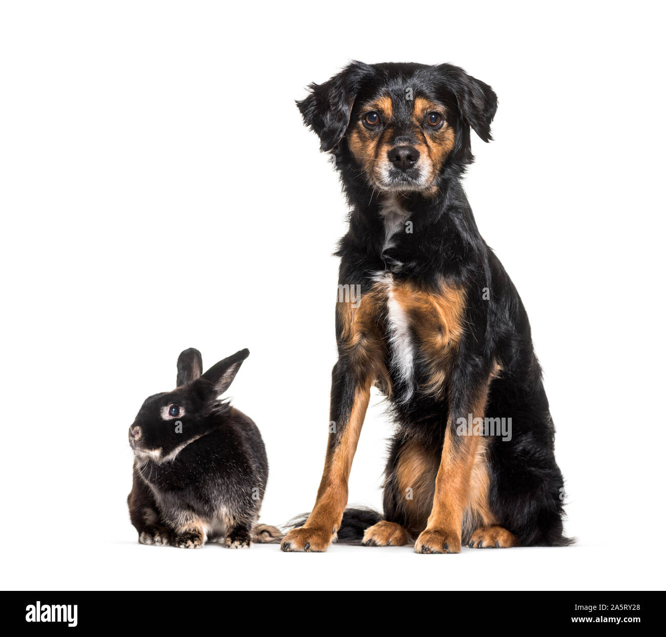 Chien de race mixte et d'un lapin assis contre fond blanc Banque D'Images
