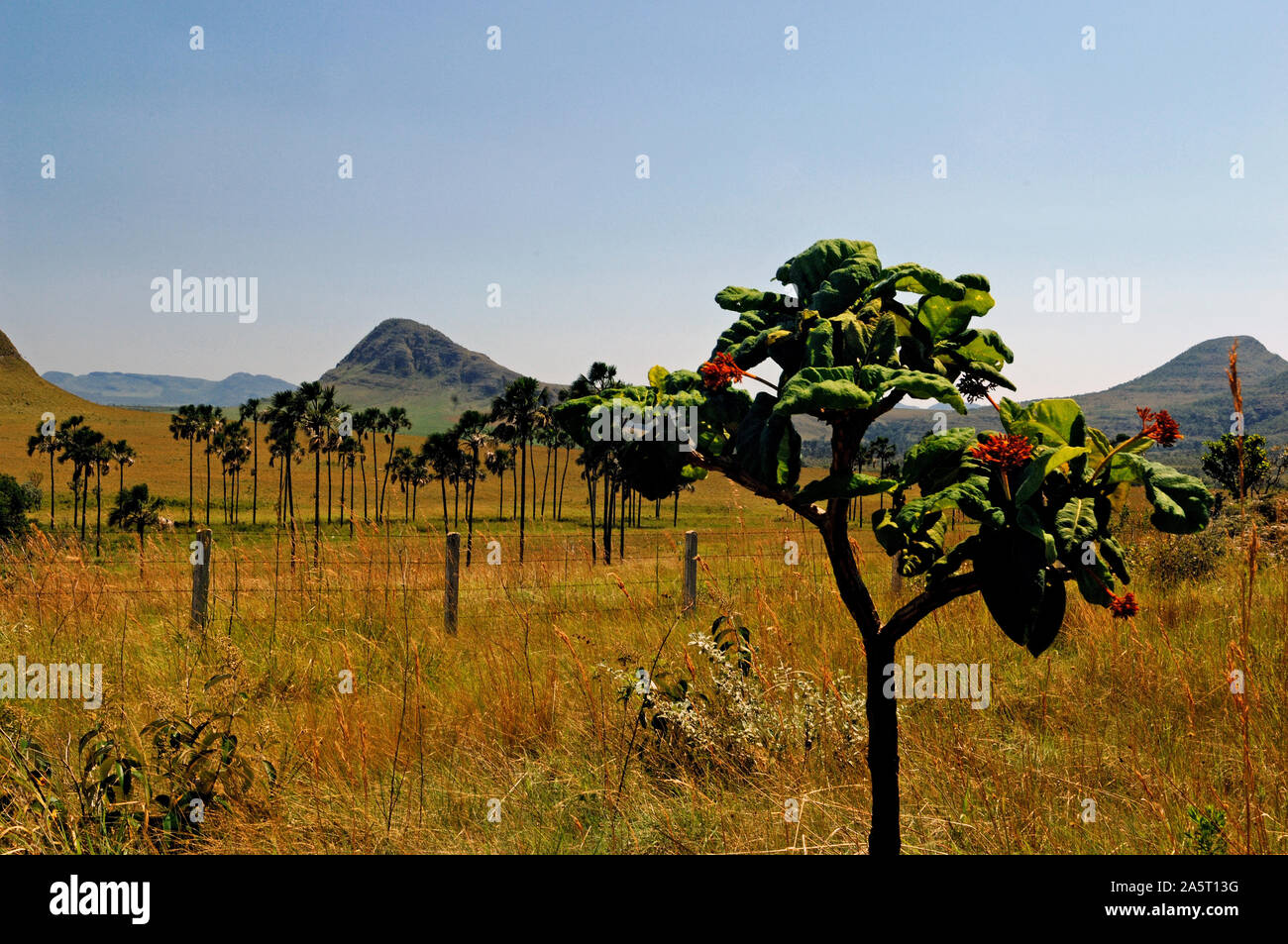 Jardim de Maytrea, Chapada dos Veadeiros, Goias, Brésil Banque D'Images