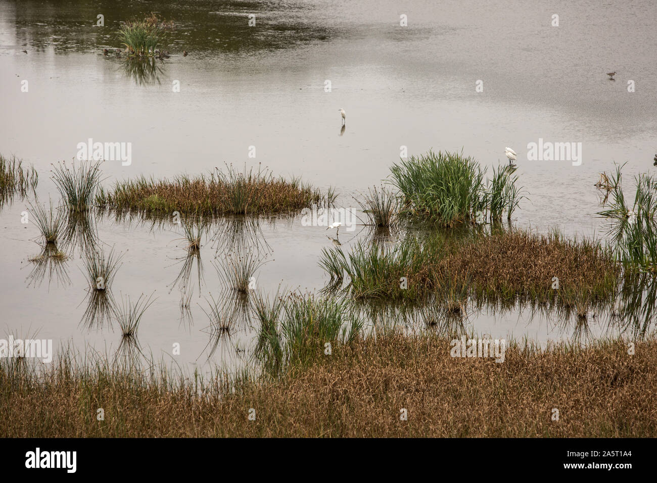 Les aigrettes et les roseaux dans les marais. Floride USA Banque D'Images
