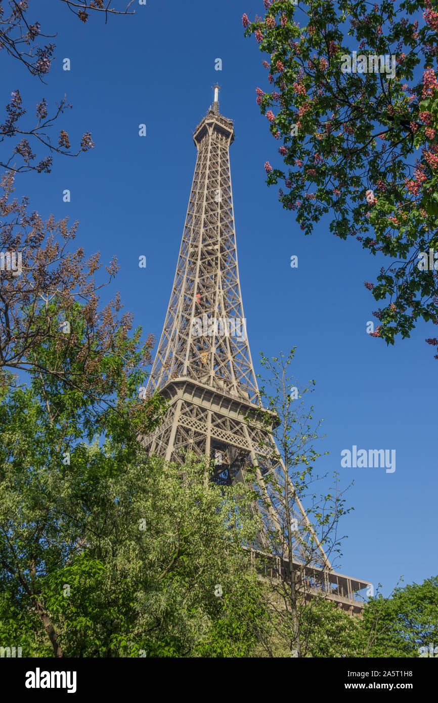 Une photo de la Tour Eiffel comme vu par certains de la végétation à proximité. Banque D'Images