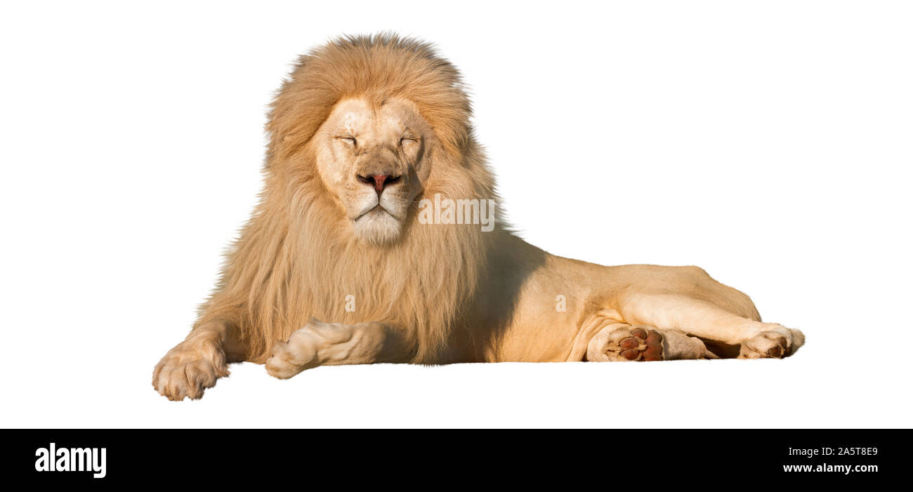 White Lion se yeux fermés isolé sur fond blanc Banque D'Images