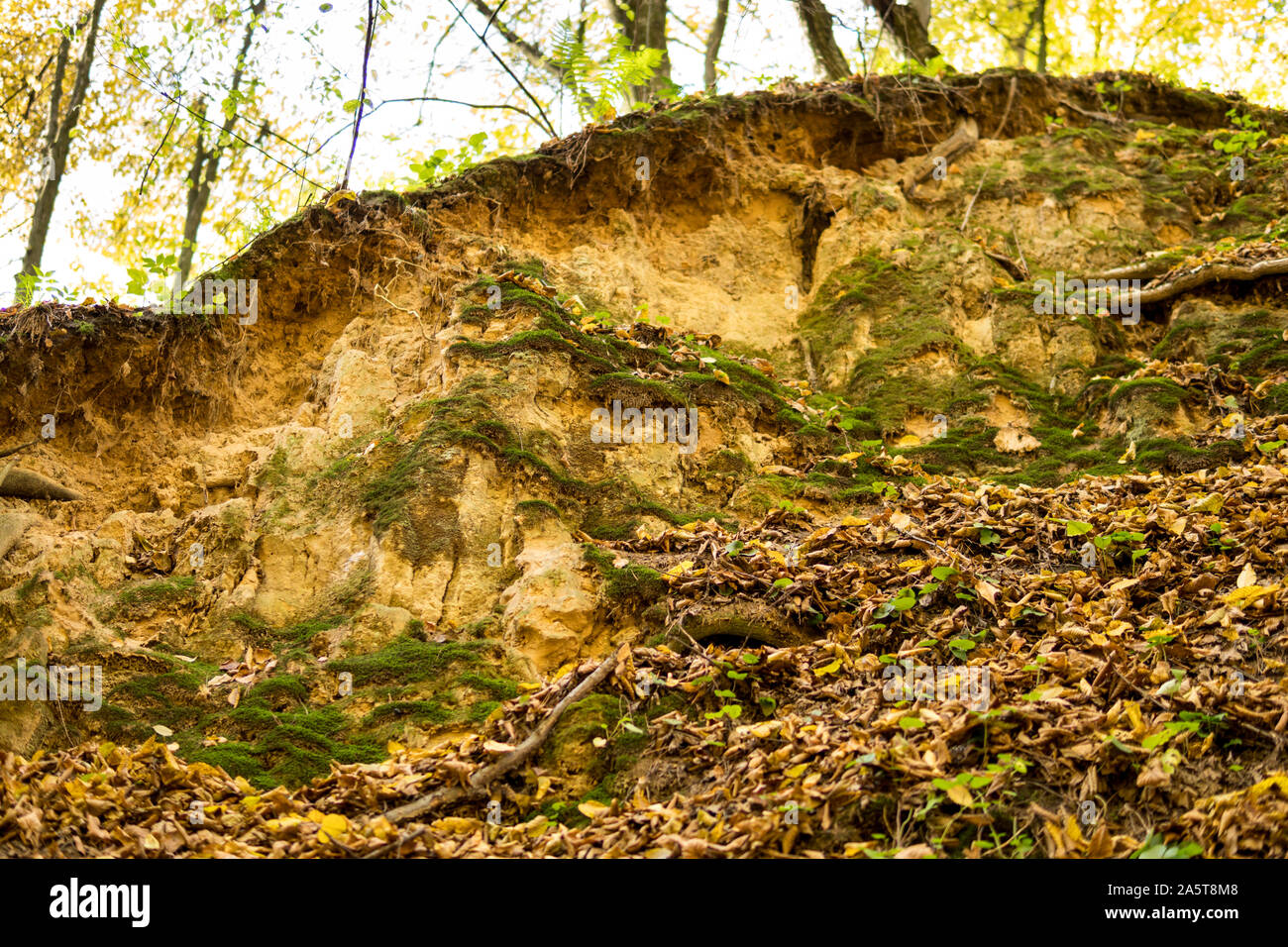 À partir d'un mur de roche de loess partiellement recouvert de mousse et de feuilles Banque D'Images