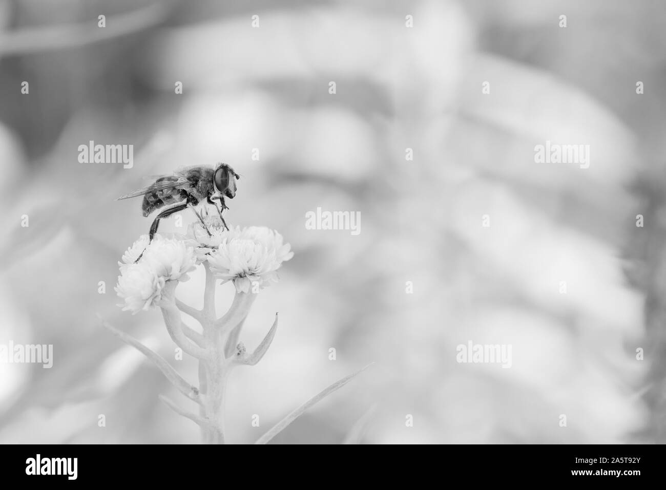 High key macro monochrome d'une abeille sur un millefeuille blanc/daisy blossom, lumineuse, ensoleillée,naturel de jour d'arrière-plan flou Banque D'Images
