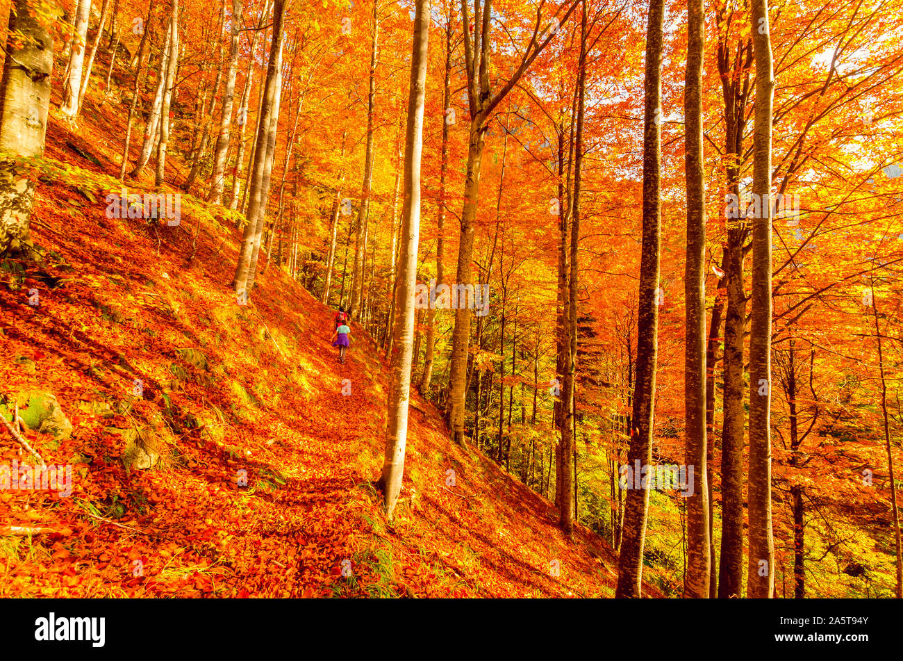 L'automne dans Vanturarita Buila, montagnes des Carpates, en Roumanie. Des couleurs d'automne en forêt. Paysages de la nature avec lumière du soleil à travers les branches des arbres. Co Banque D'Images