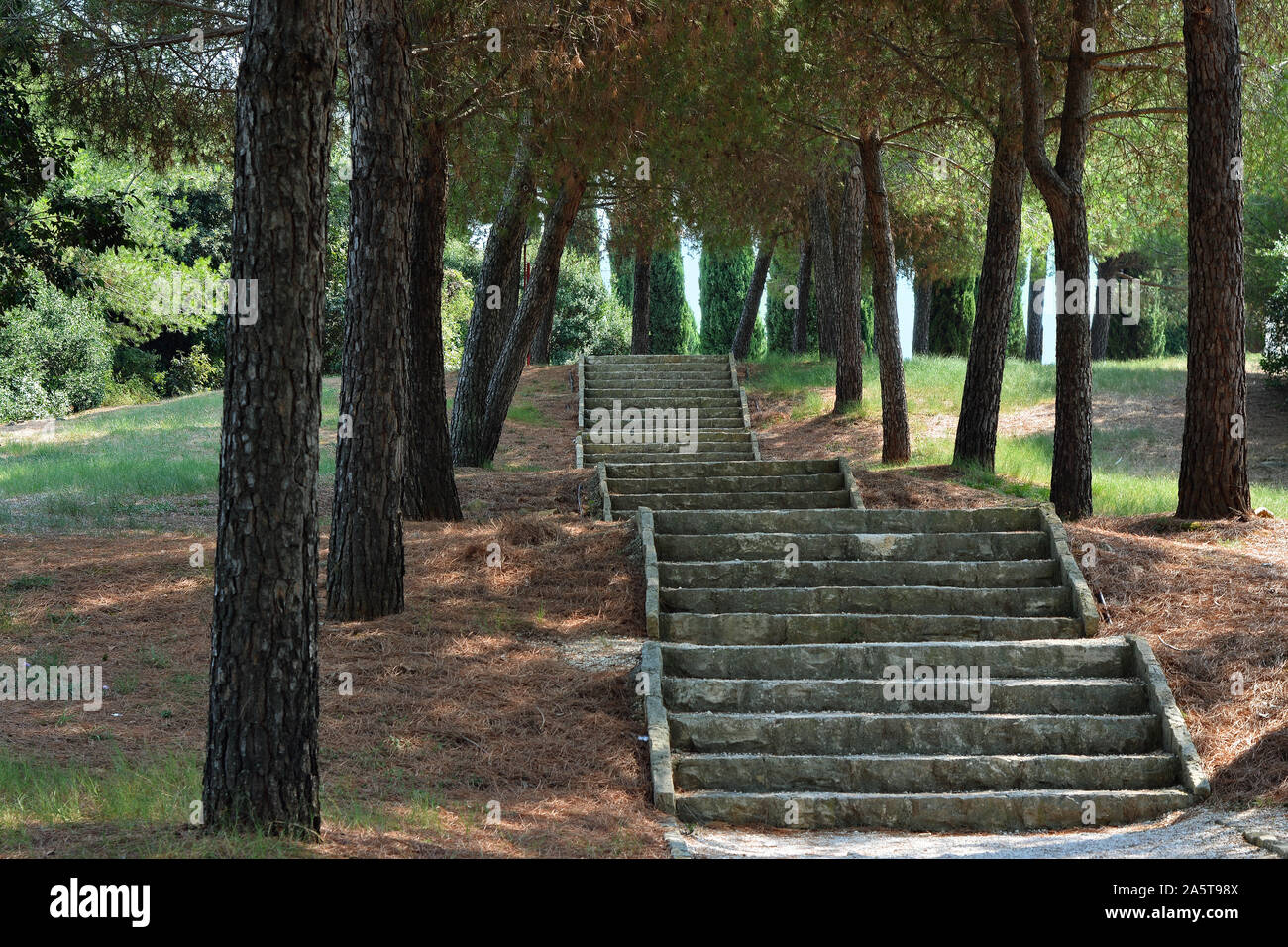Escalier de marches de pierre à l'ombre des pins du sud sur l'Île Rouge en Croatie, près de la ville de Rovinj. Banque D'Images