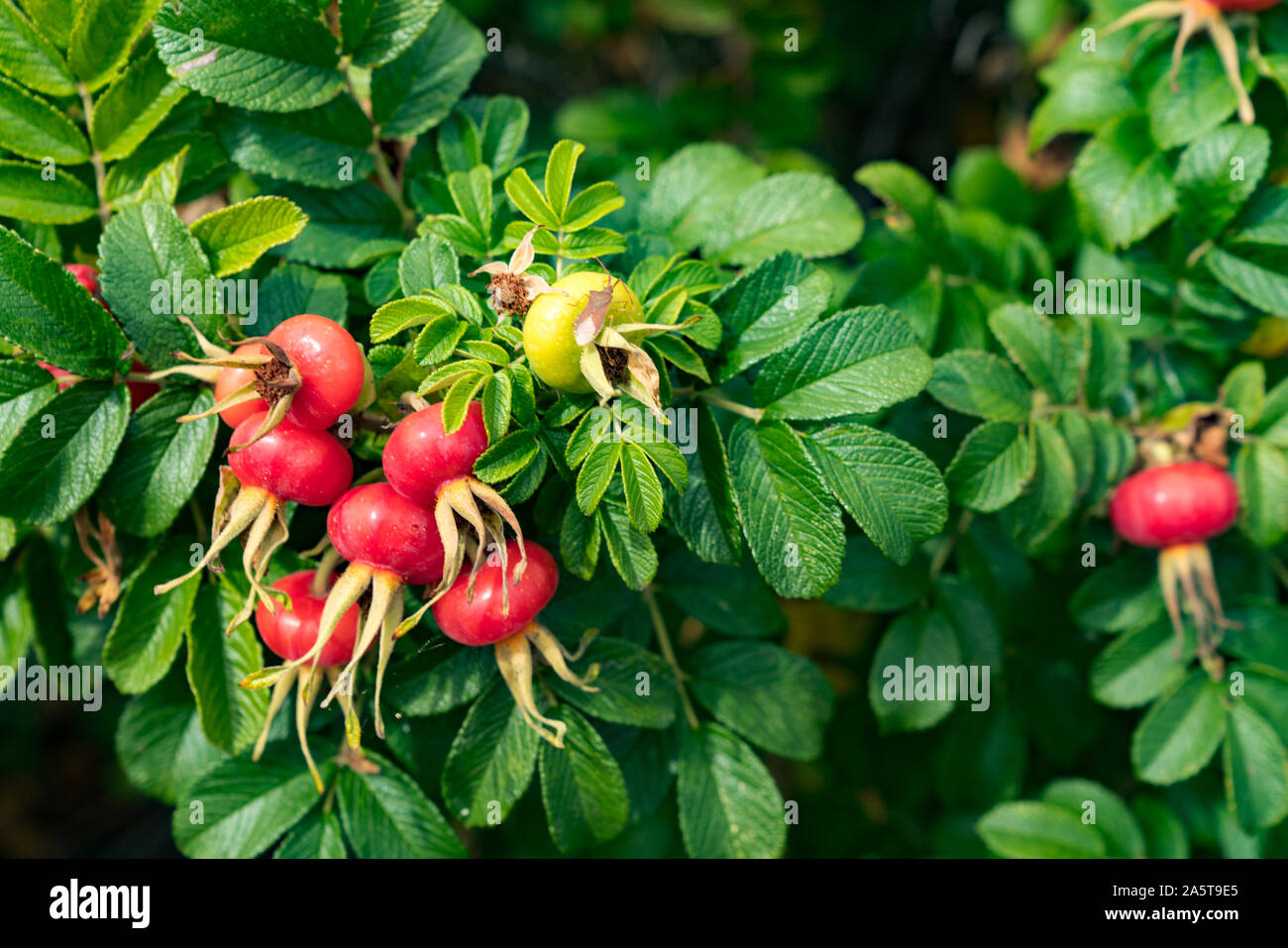 Vue rapprochée d'une rose est une plante avec de grands fruits de rose musquée mûrs Banque D'Images