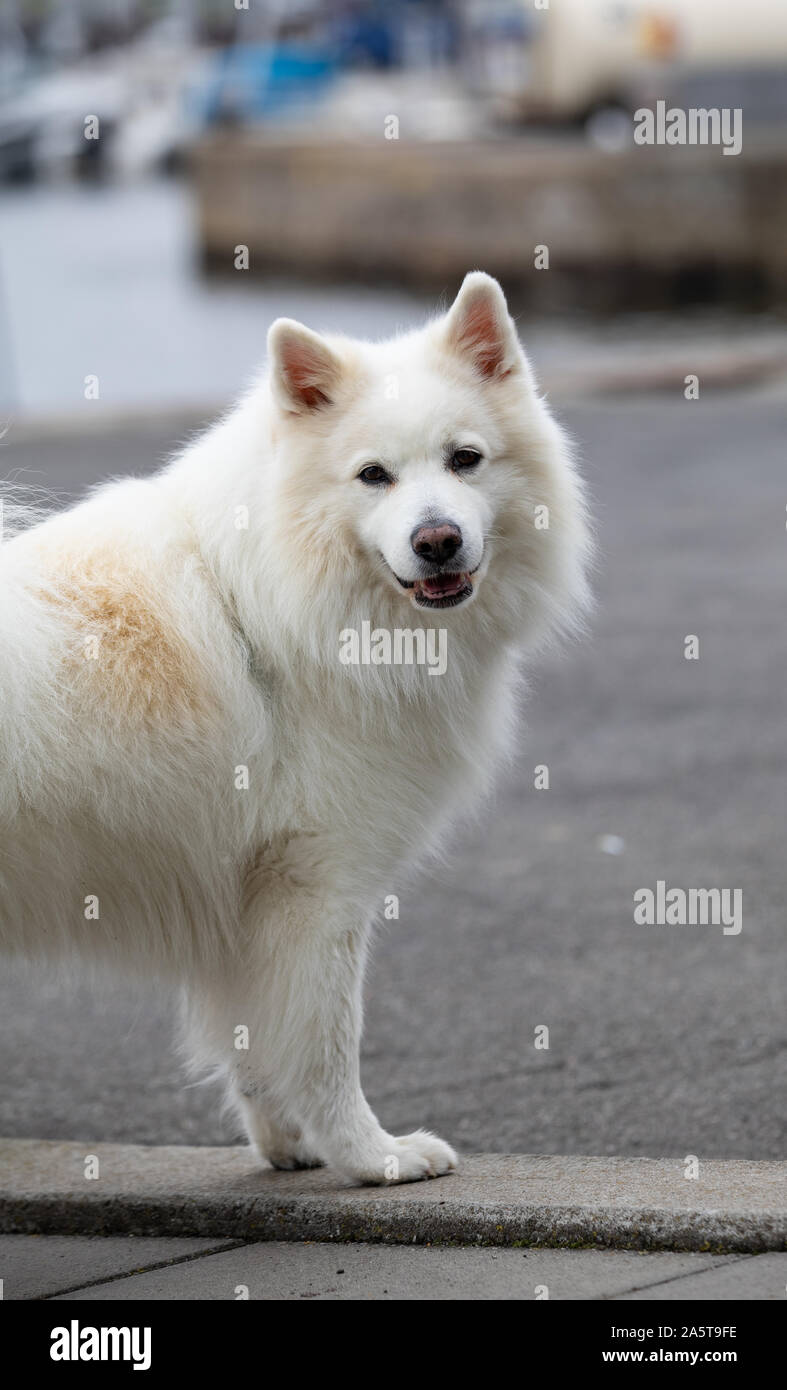 Beau chien blanc dans le port de Bornholm, Samoyède Banque D'Images