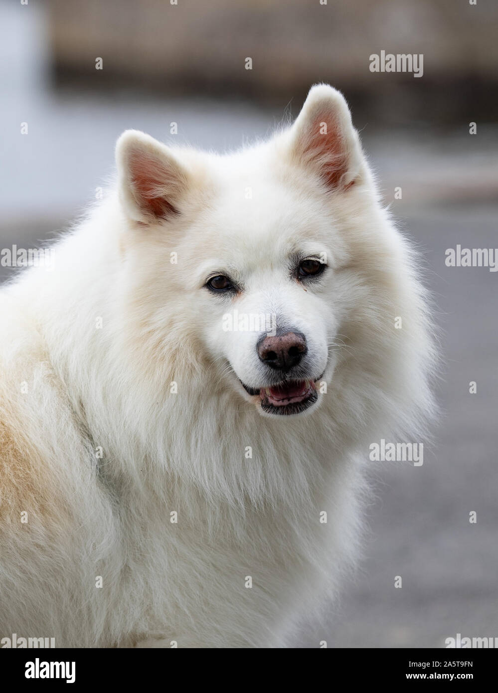 Beau chien blanc dans le port de Bornholm, Samoyède Banque D'Images