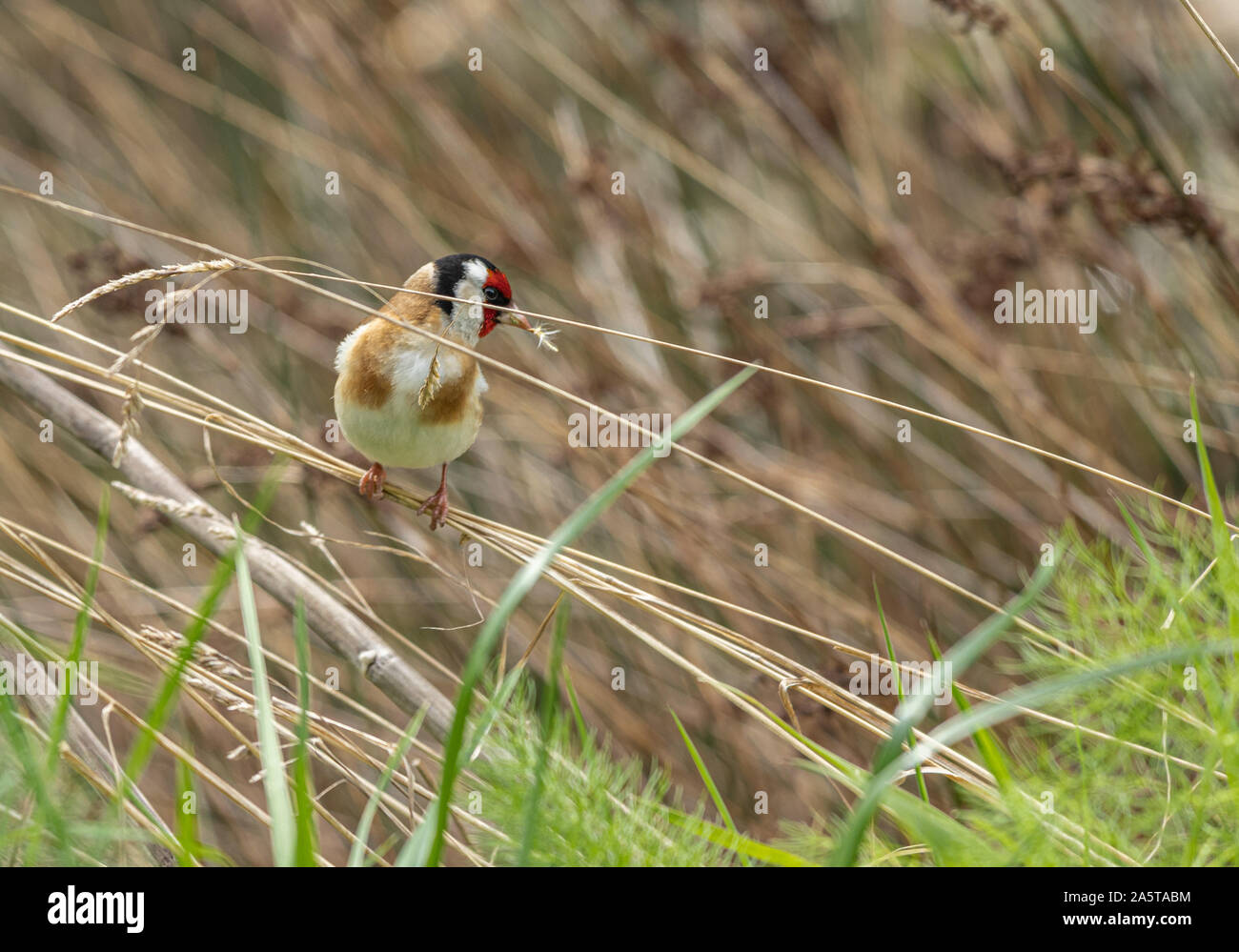 Chardonneret élégant en herbe séchée Banque D'Images