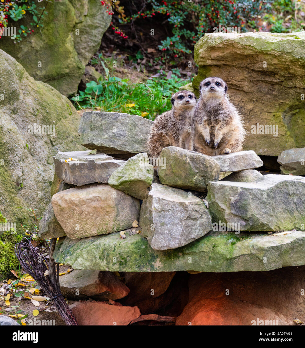 Les suricates au Zoo du Zlin Banque D'Images