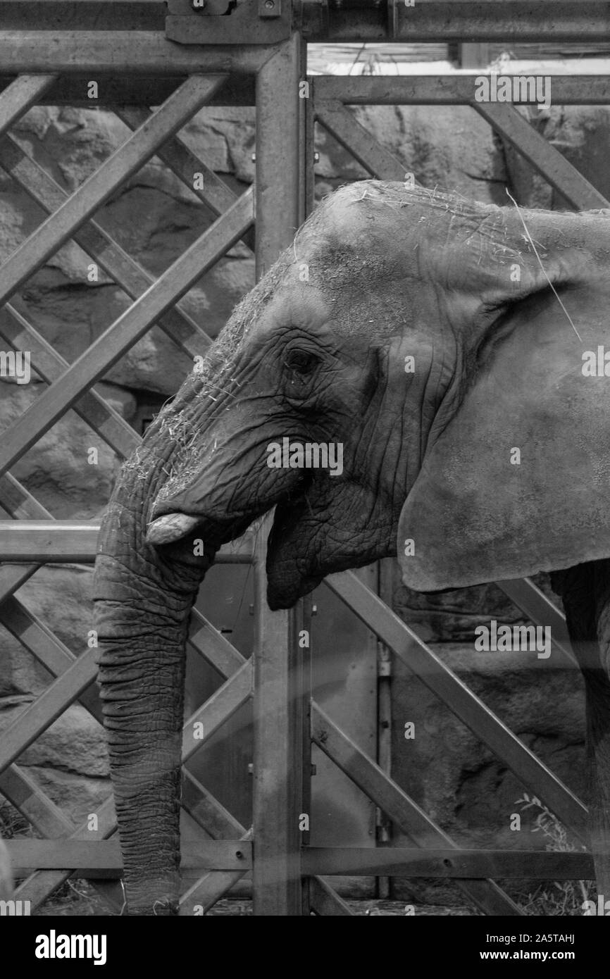 Dans l'éléphant africain, Zlin Zoo P.C. Banque D'Images