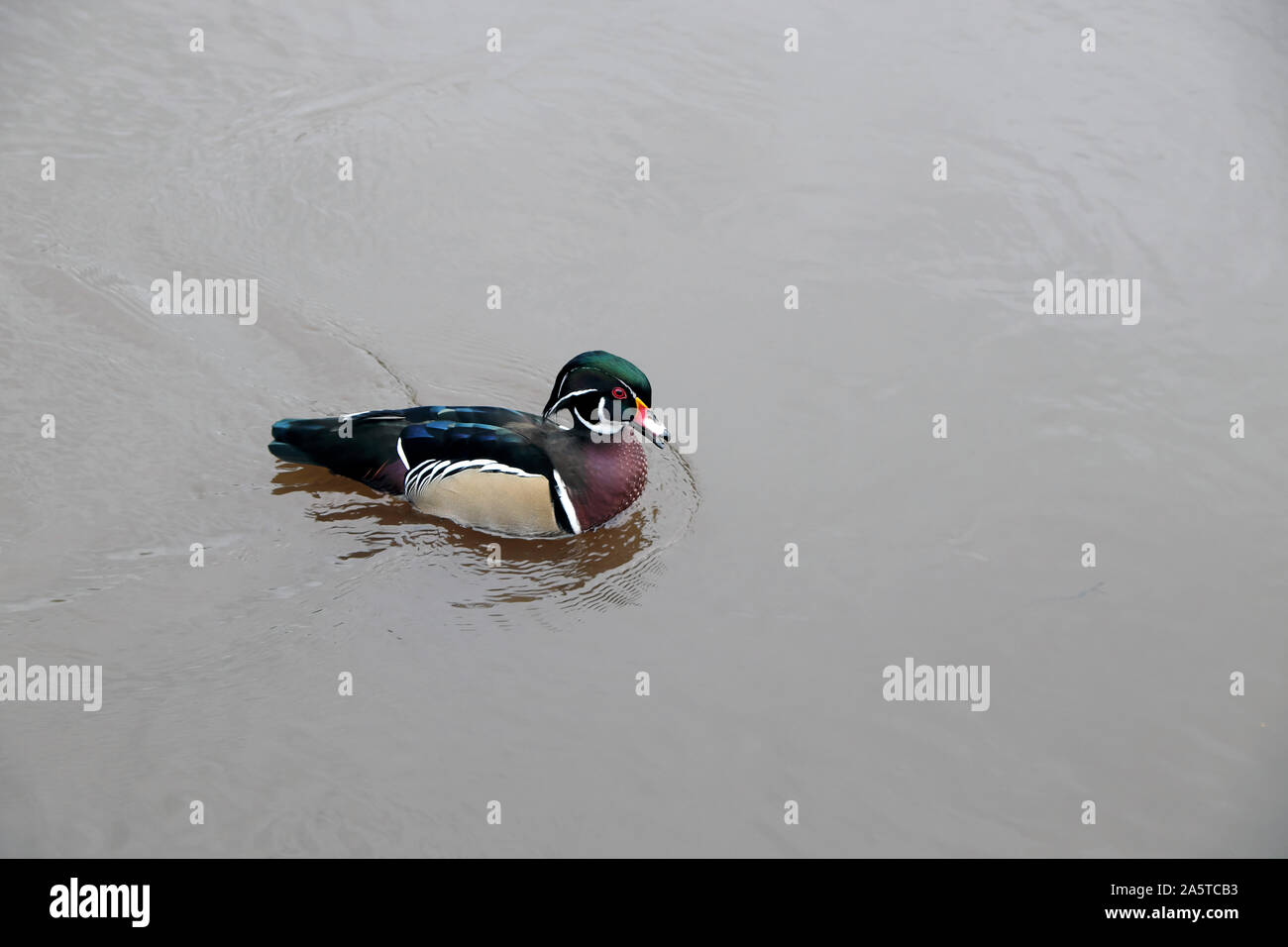 Canard mandarin Canard percheur pagayer dans le fleuve Severn en automne Shrewsbury Shropshire, au Pays de Galles UK KATHY DEWITT Banque D'Images